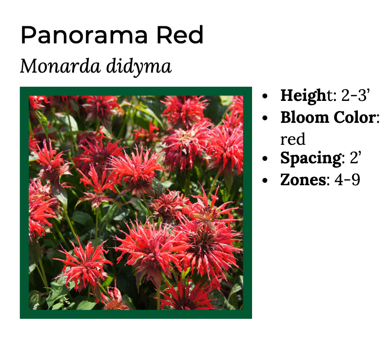 Hummingbird Lover - MN Native Pollinator Pak- 6 Plants