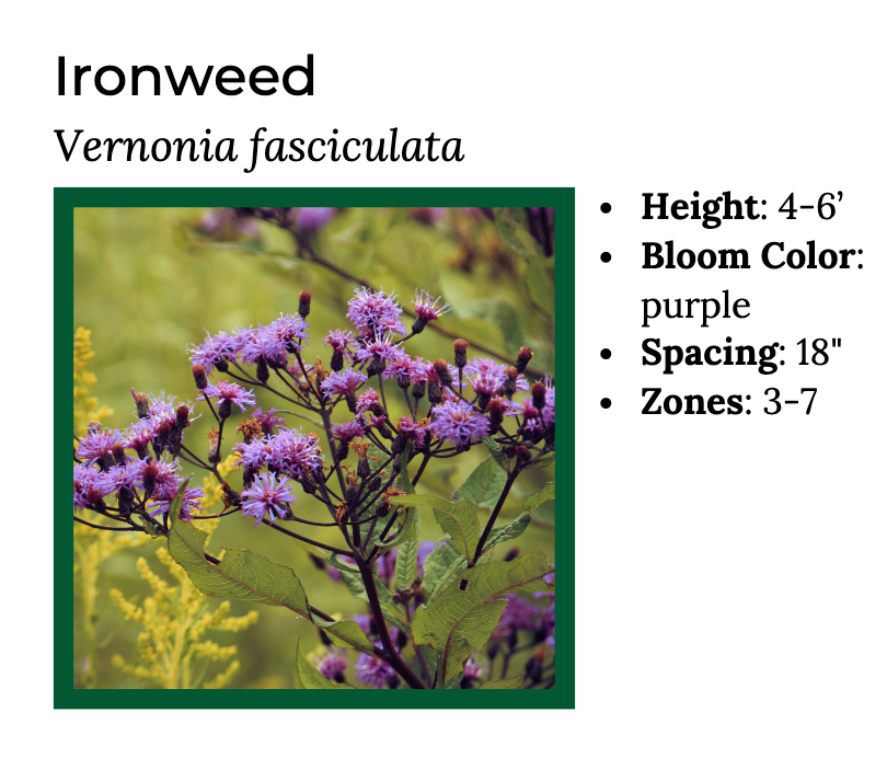 Hummingbird Lover - MN Native Pollinator Pak- 6 Plants