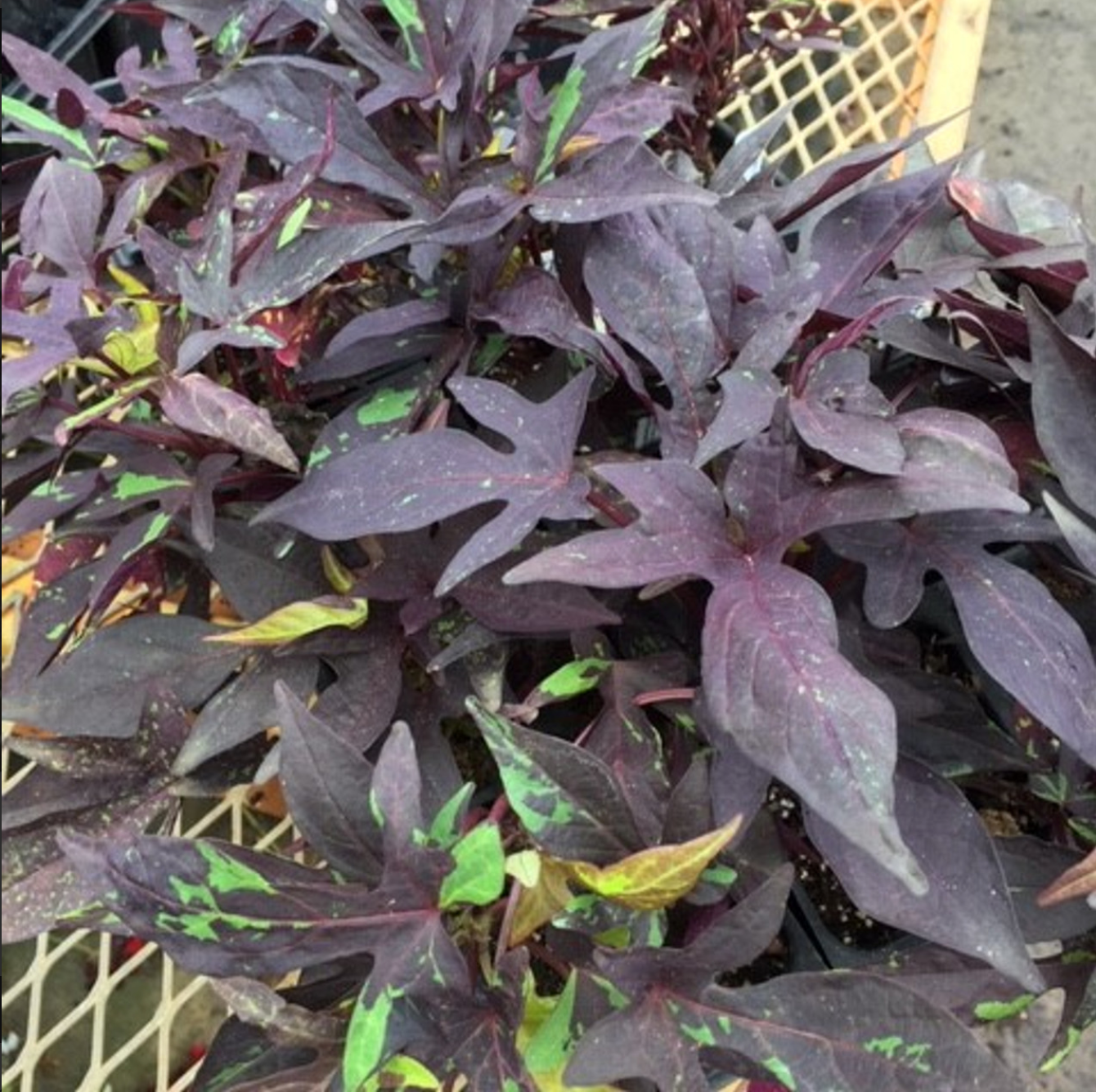 Sweet Potato Vine- Blackie
