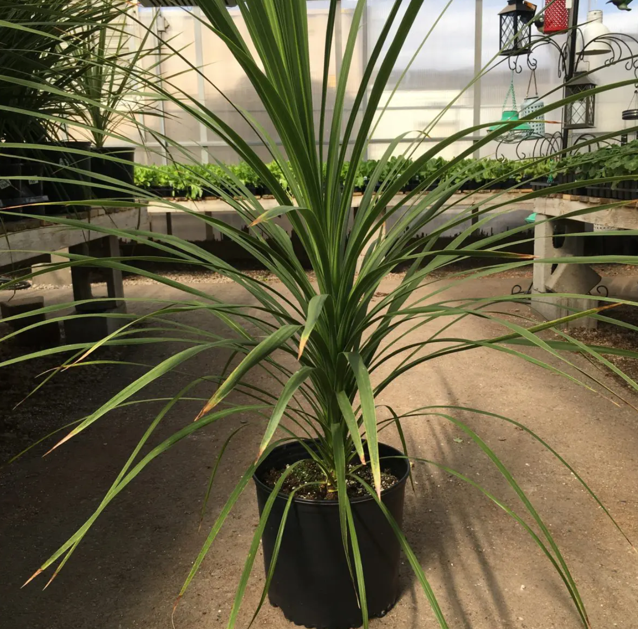 dracaena for sale near me Spikes