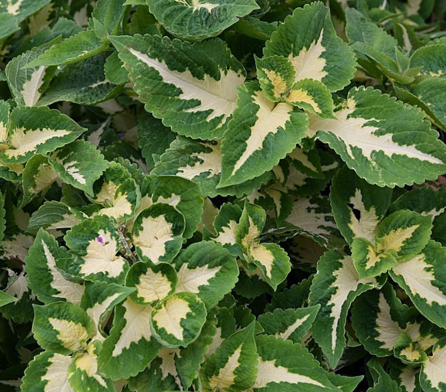 Coleus - Wizard Jade - 4 Pack