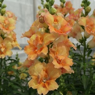 Snapdragon - Double Shot Peach - 4 pack