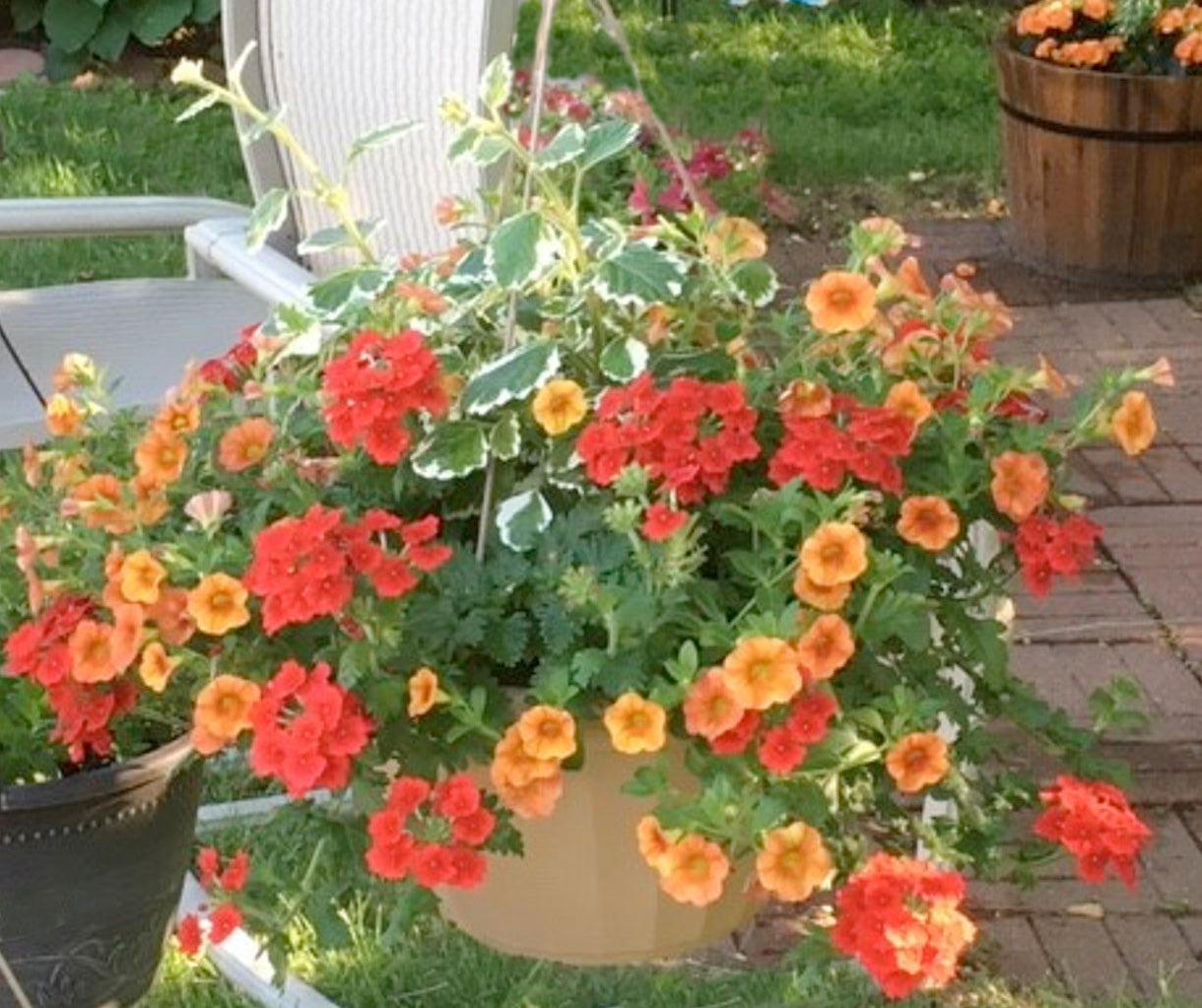 hanging plant with orange flowers Sunset Blaze Combo Hanging Basket, Sun