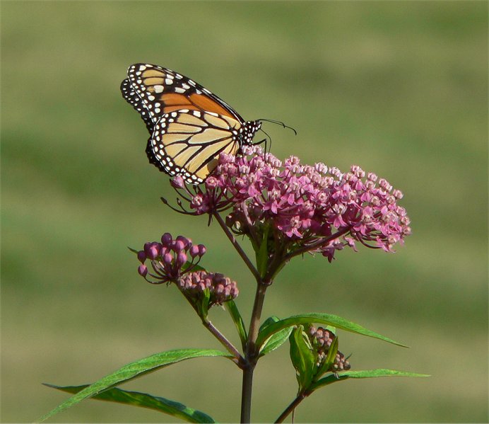 Swamp Milkweed - Asclepias incarnata - MN Native