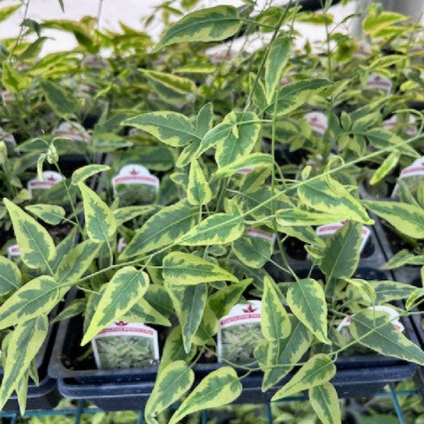 Sweet Potato Vine - Solanum