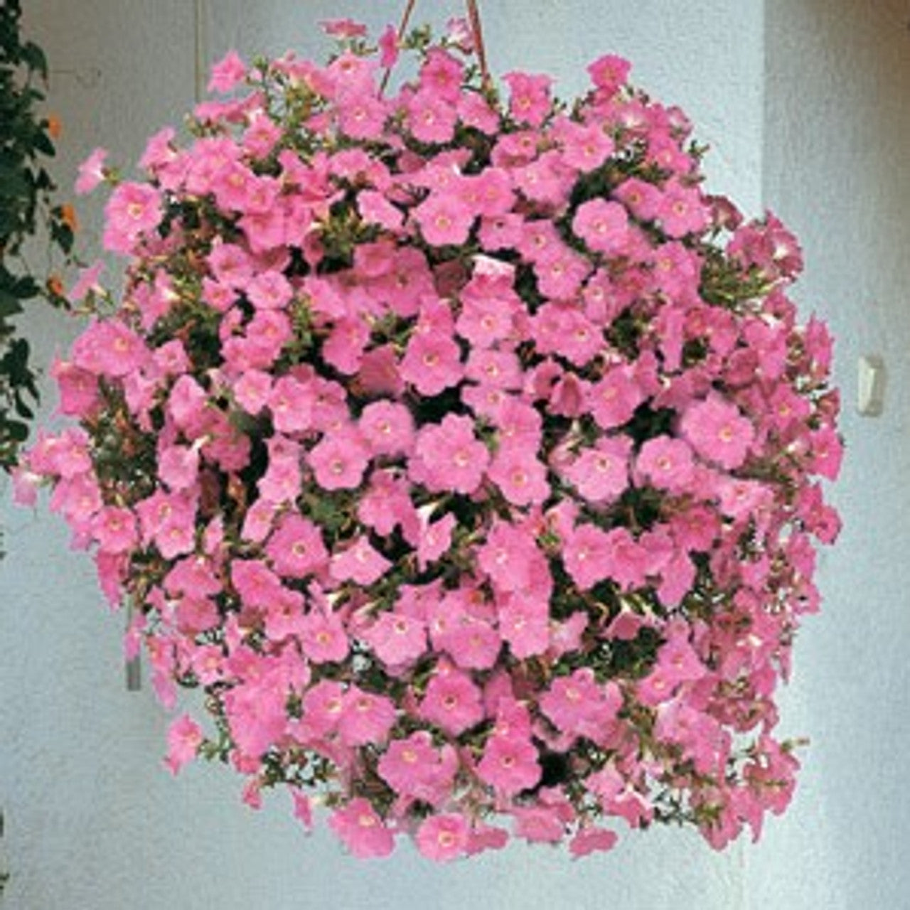 Pink Wave Petunia Hanging Basket, Sun Northern Lights Plant Sale