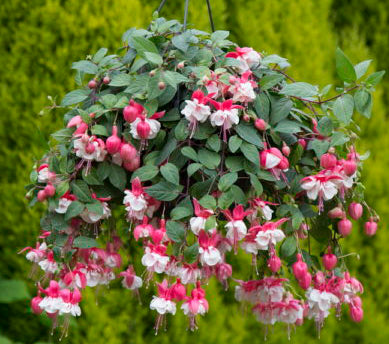 fuchsia hanging plant Fuchsia 'Swingtime' Hanging Basket- Shade
