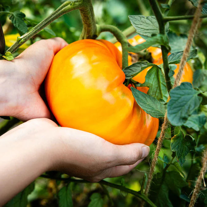 Tomato - Hillbilly Potato Leaf Heirloom