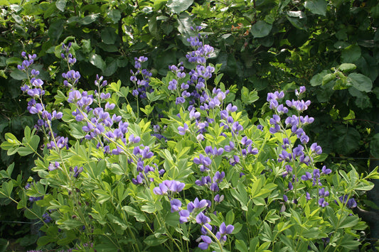 Blue Wild Indigo - Baptisia australis - MN Native