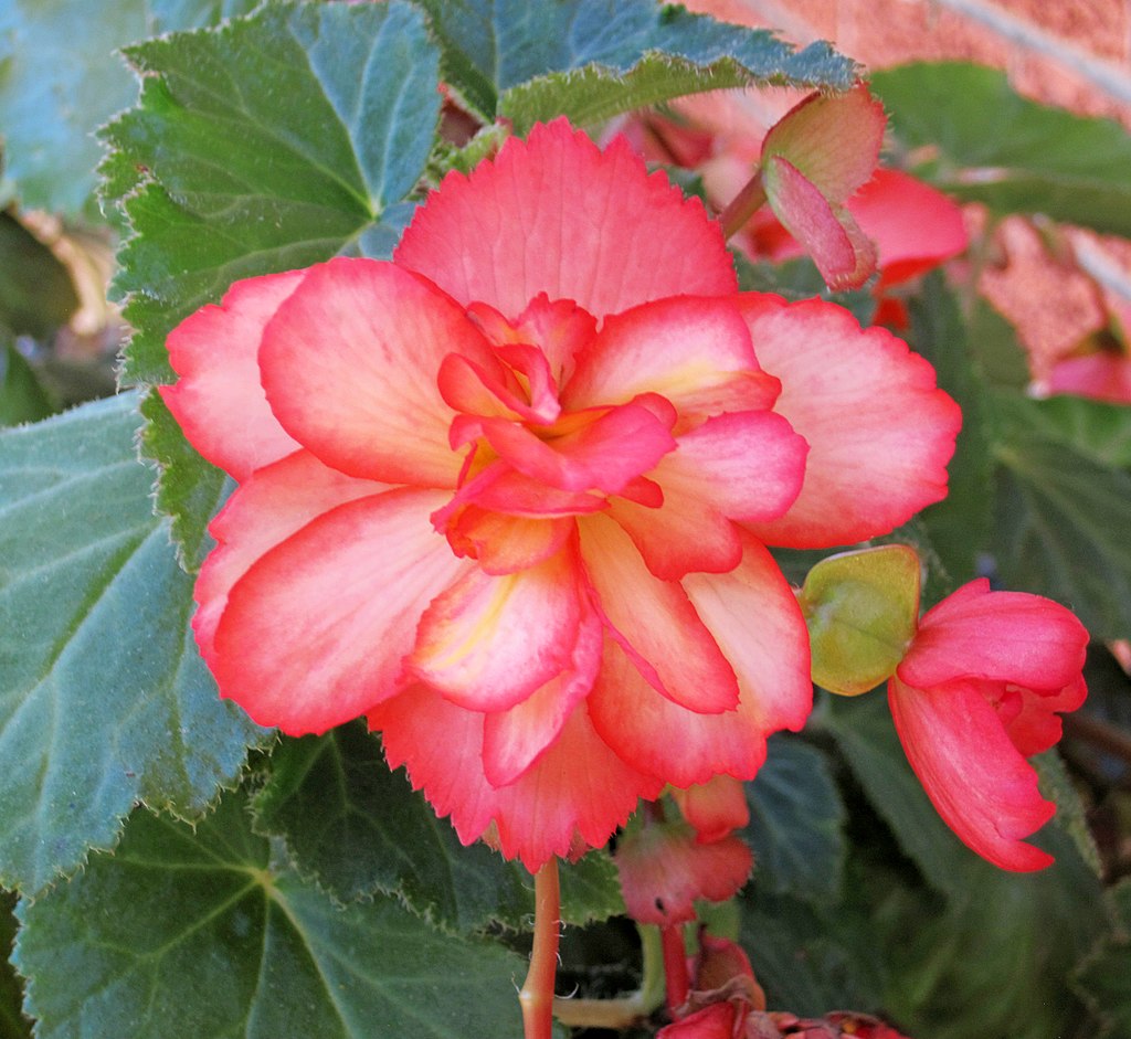 Tuberous Double Begonia, Salmon color – Shade/Part Shade - 3.5 in pot