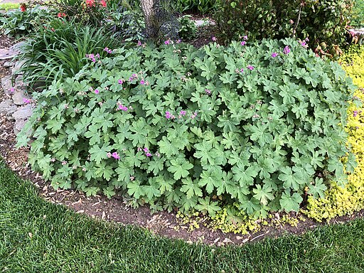 Wild Geranium - Geranium maculatum - MN Native