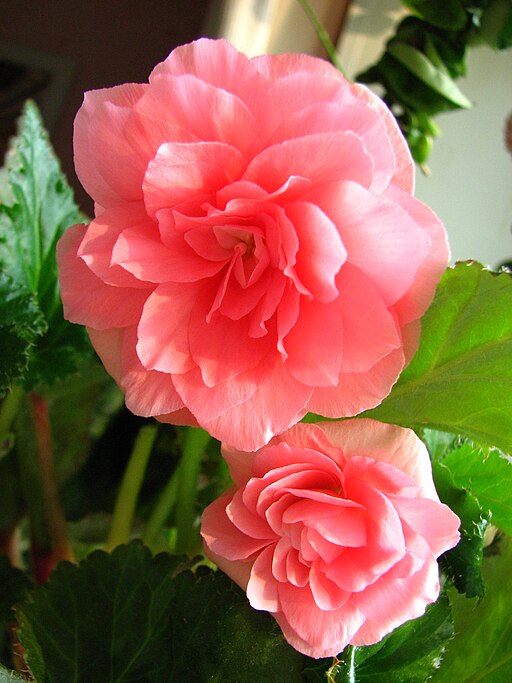 Tuberous Double Begonia, Rose– Shade/Part Shade - 3.5" pot