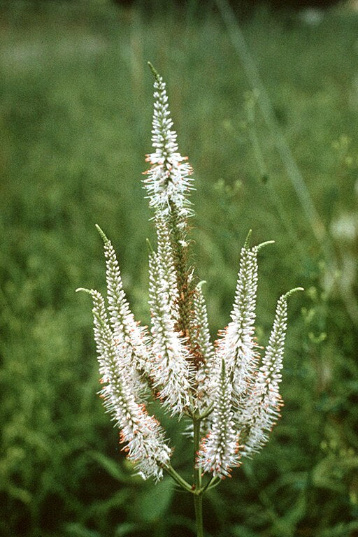 Culver's Root -Veronicastrum virginicum - MN Native