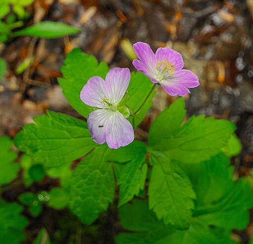Wild Geranium - Geranium maculatum - MN Native