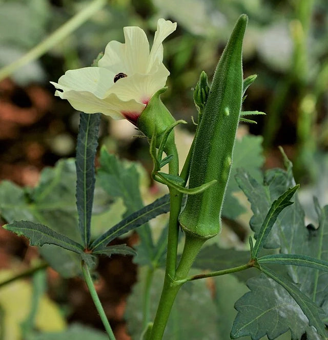 Okra - Cajun Delight