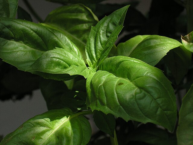Basil - Sweet Eleanora - Italian Large Leaf