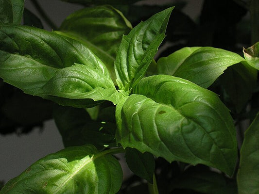 Basil - Genovese