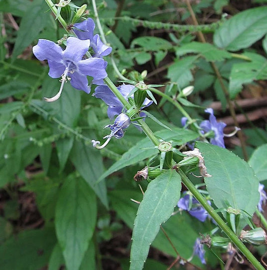 Tall Bellflower - Campanula americana - MN Native