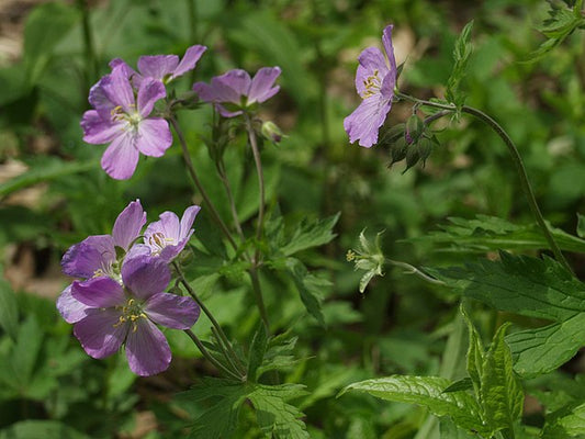 Wild Geranium - Geranium maculatum - MN Native