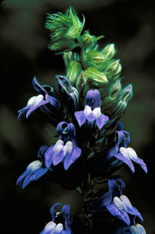 Great Blue Lobelia - Lobelia siphilitica - MN Native
