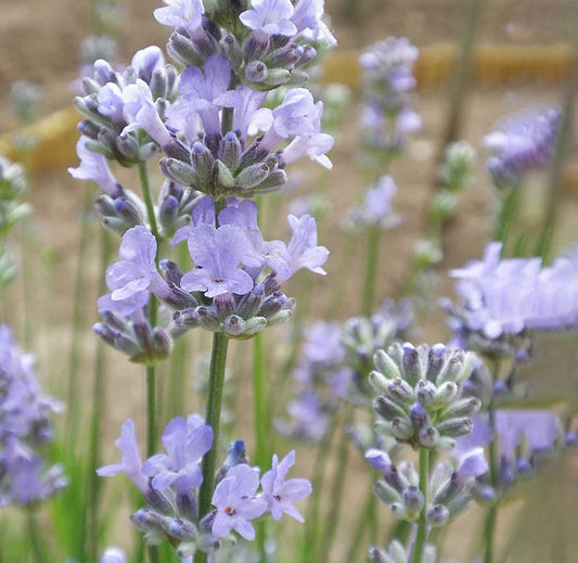 Lavender - English Munstead