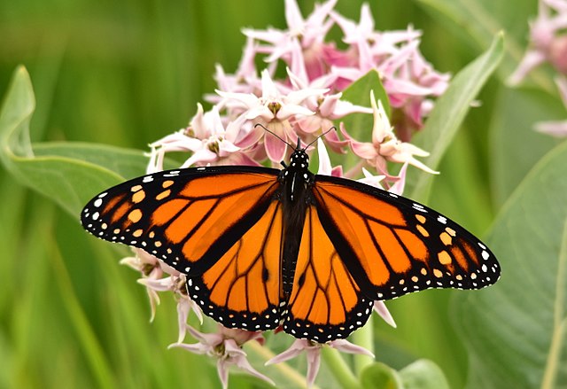 Butterfly Lover - MN Native Pollinator Pak- 6 Native plants