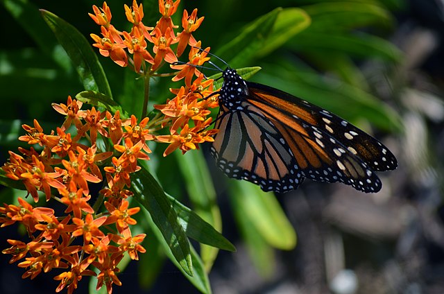 Butterfly Lover - MN Native Pollinator Pak- 6 Native plants