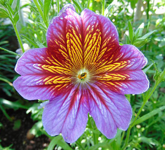 Salpiglossis - Royale Casino Purple Bicolor - 4 pack