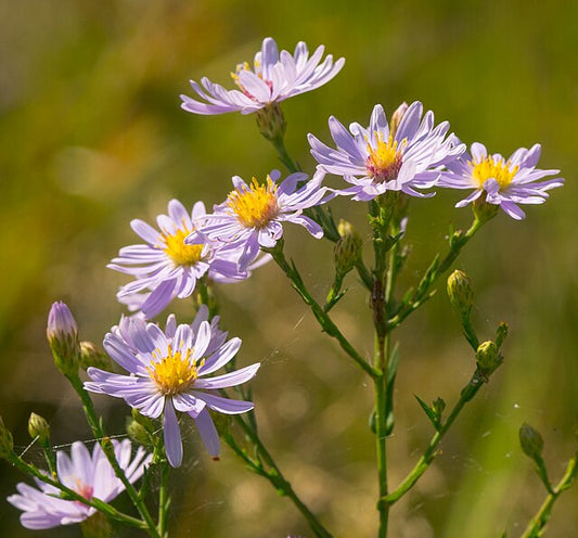 Aromatic Aster- Symphyotrichum oblongifolium- MN Native