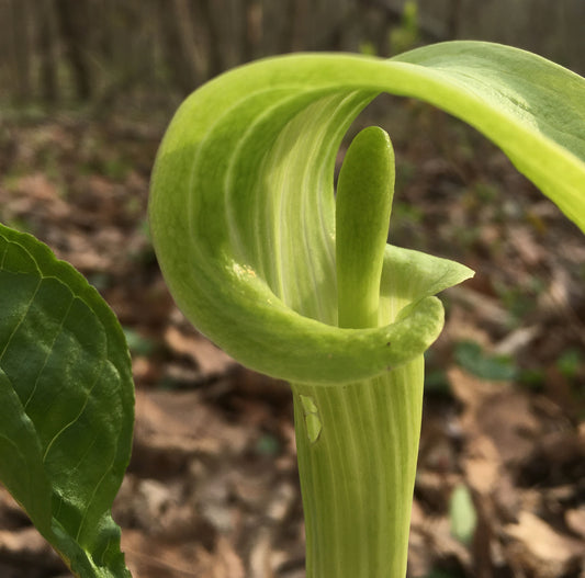 Jack in the Pulpit - Arisaema triphyllum - MN Native