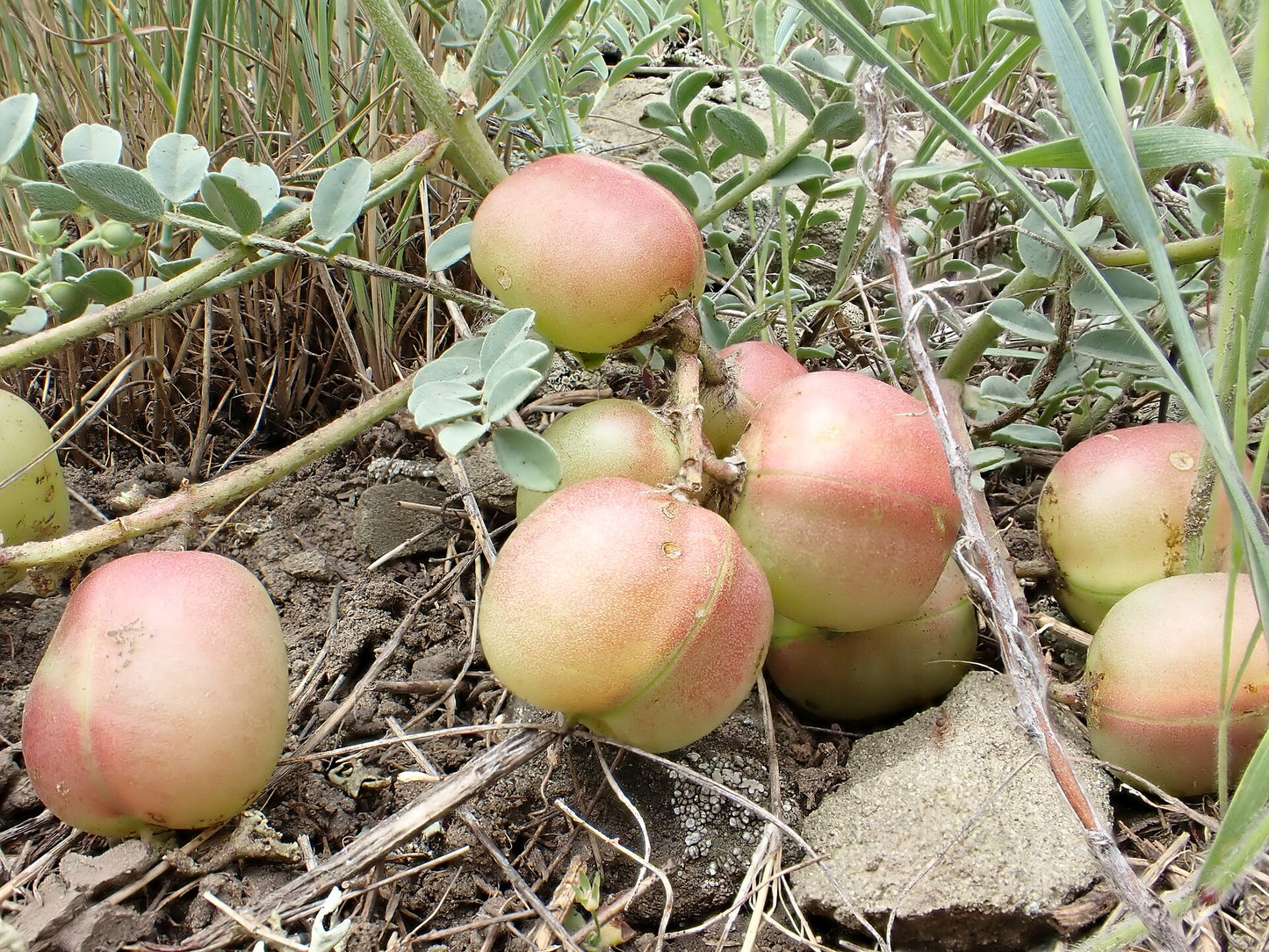 Ground Plum-  Astragalus crassicarpus - MN Native