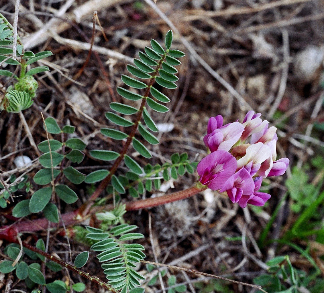 Ground Plum-  Astragalus crassicarpus - MN Native