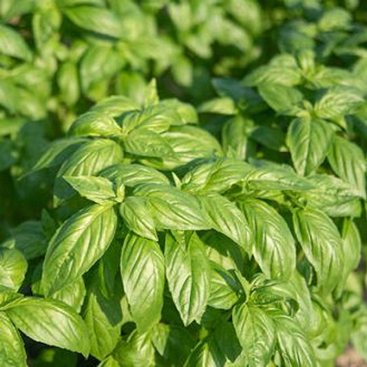 Basil - Prospera- Noga- Organic