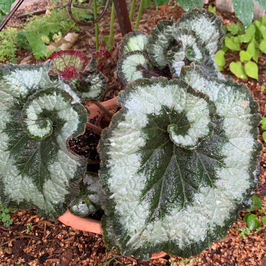 Begonia Rex "Escargot" - Shade, 6 in pot