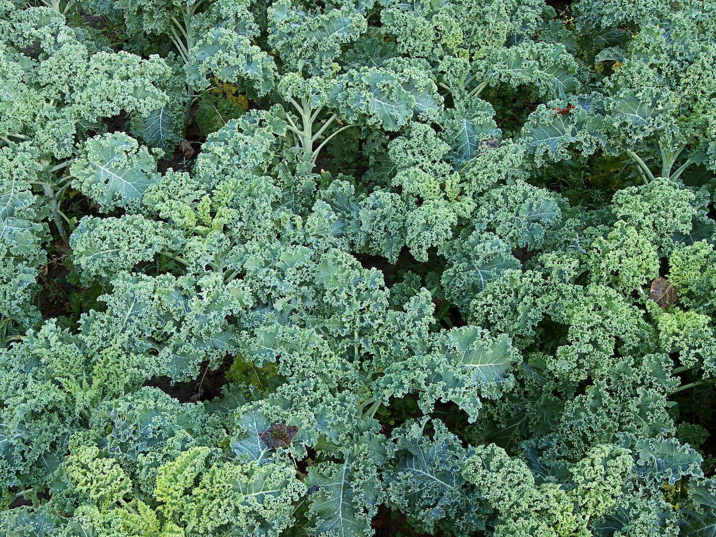 Kale Organic- Winterbor- 4" pot