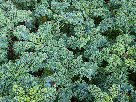 Kale Organic- Winterbor- 4" pot