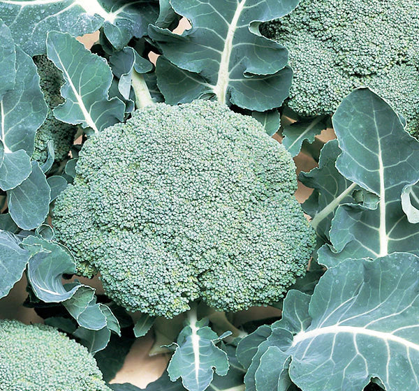 Broccoli Organic - Green Belstar
