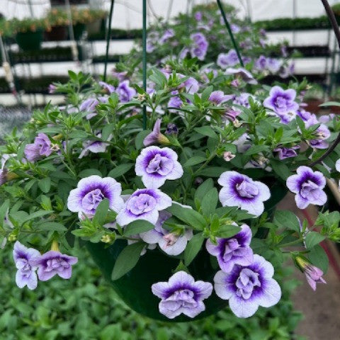 Calibrachoa - Neo Double Plum Tastic, Sun