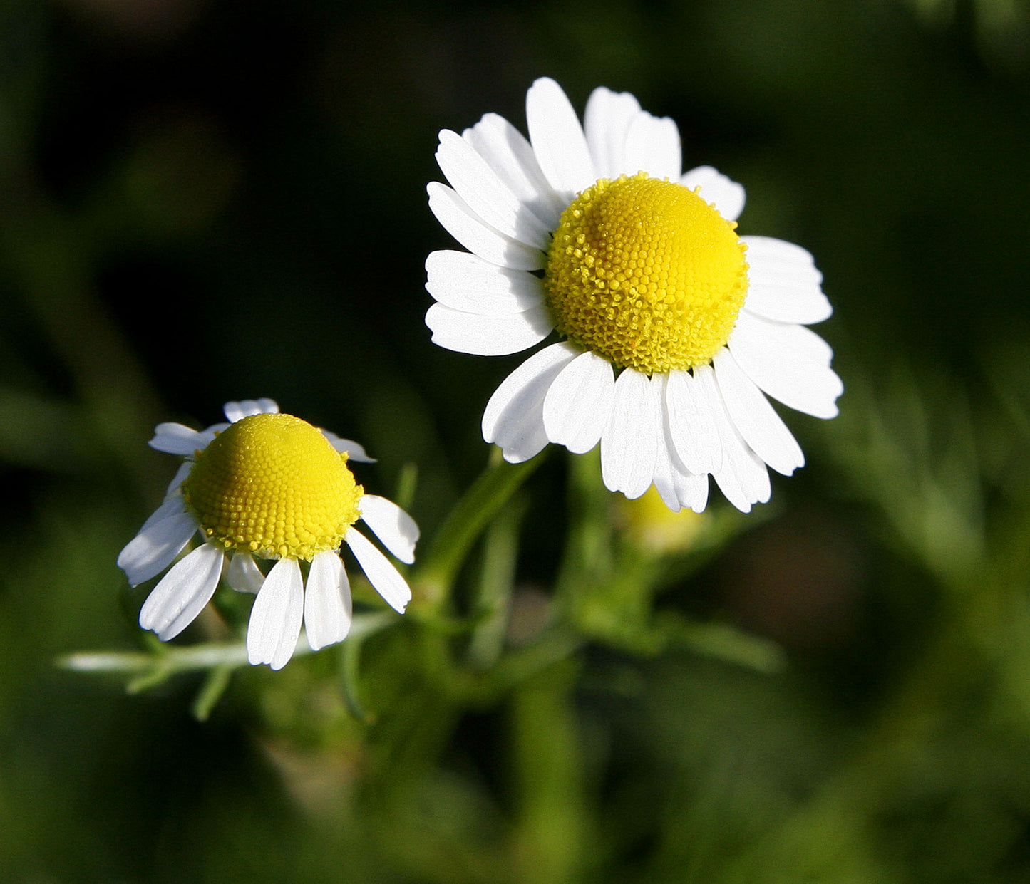 Chamomile- Matricaria recutita - German
