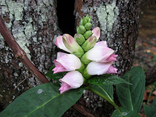Turtlehead -Chelone glabra - MN Native