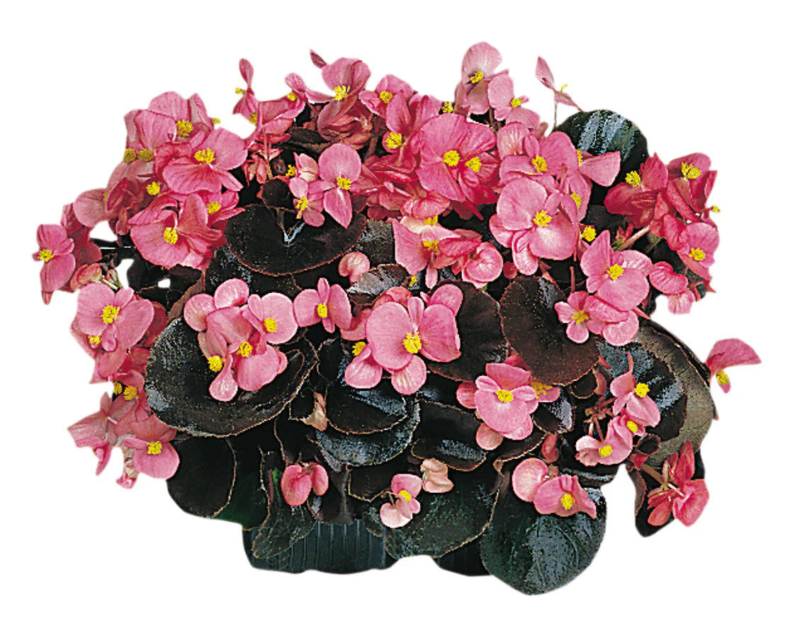 Begonia - "Cocktail Gin" 4 pack