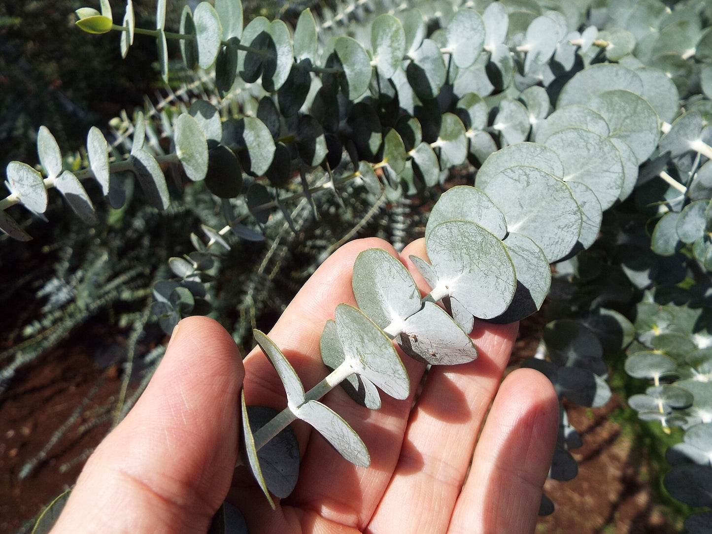 Eucalyptus -Baby Blue- Spiral Eucalyptus- 4 in pot