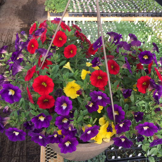 Fireworks Calibrachoa Combo Hanging Basket, Sun