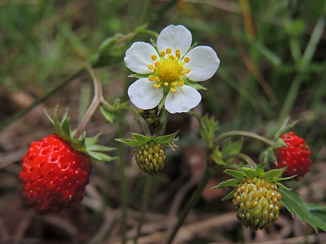Strawberry - Junebearing-4 pack