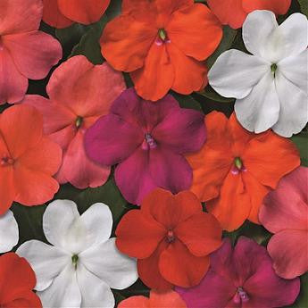 Impatiens - Beacon Select Mix - 4 pack