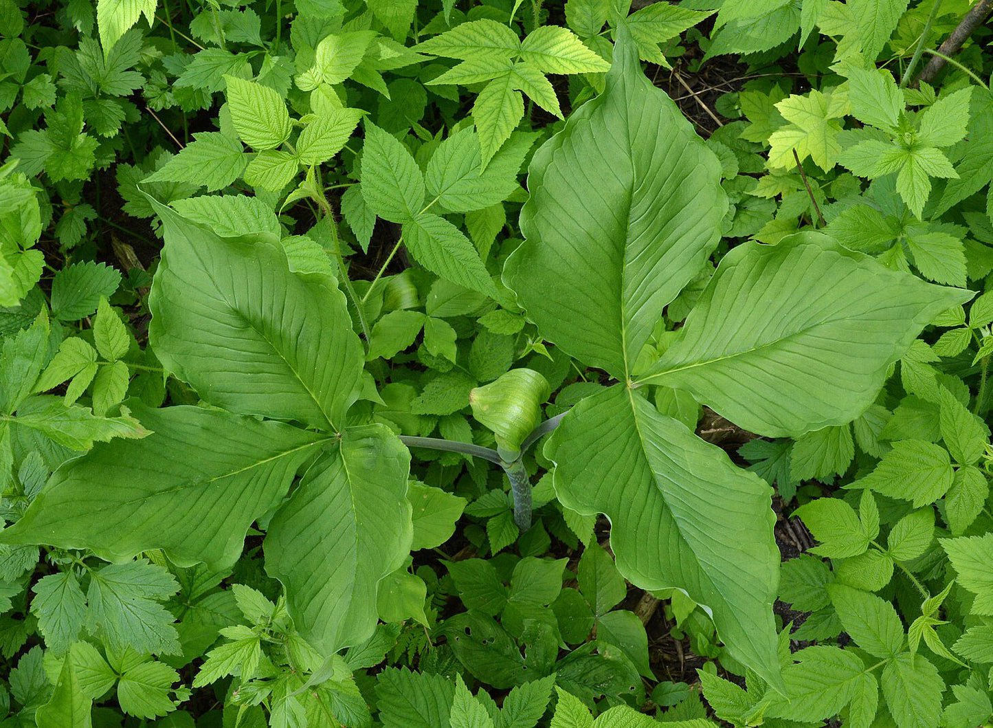 Jack in the Pulpit - Arisaema triphyllum - MN Native