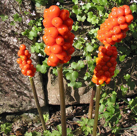 Jack in the Pulpit - Arisaema triphyllum - MN Native
