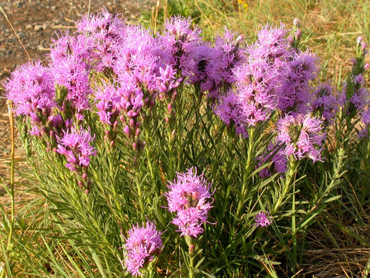 Liatris punctata - Dotted Blazing Star- MN Native