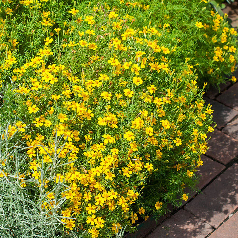 Marigold - Signet 'Lemon Gem'- 4 pack