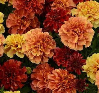 Marigold - Strawberry Blond 4 pack